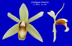 trinervis