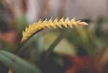 dendrochilum_arachnitisMF.jpg