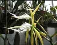 epidendrumCiliareMJC.jpg