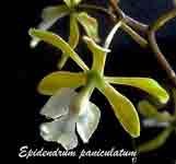 epifloribundum.jpg