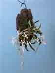 neofinetia_falcate_01.jpg
