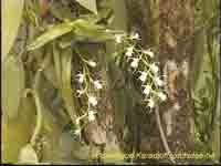 polystachys