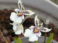 oncidium_phalaenopsisJCLG.jpg