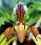 villosum var. annamense