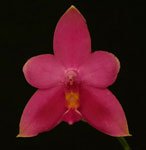 phalaenopsis_violaceaAMG.jpg