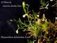phymadelicatulumADN.jpg