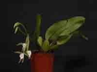 trichopilia_fragrans_01.jpg