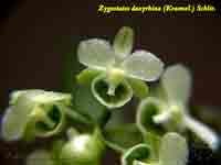 dasyrhiza